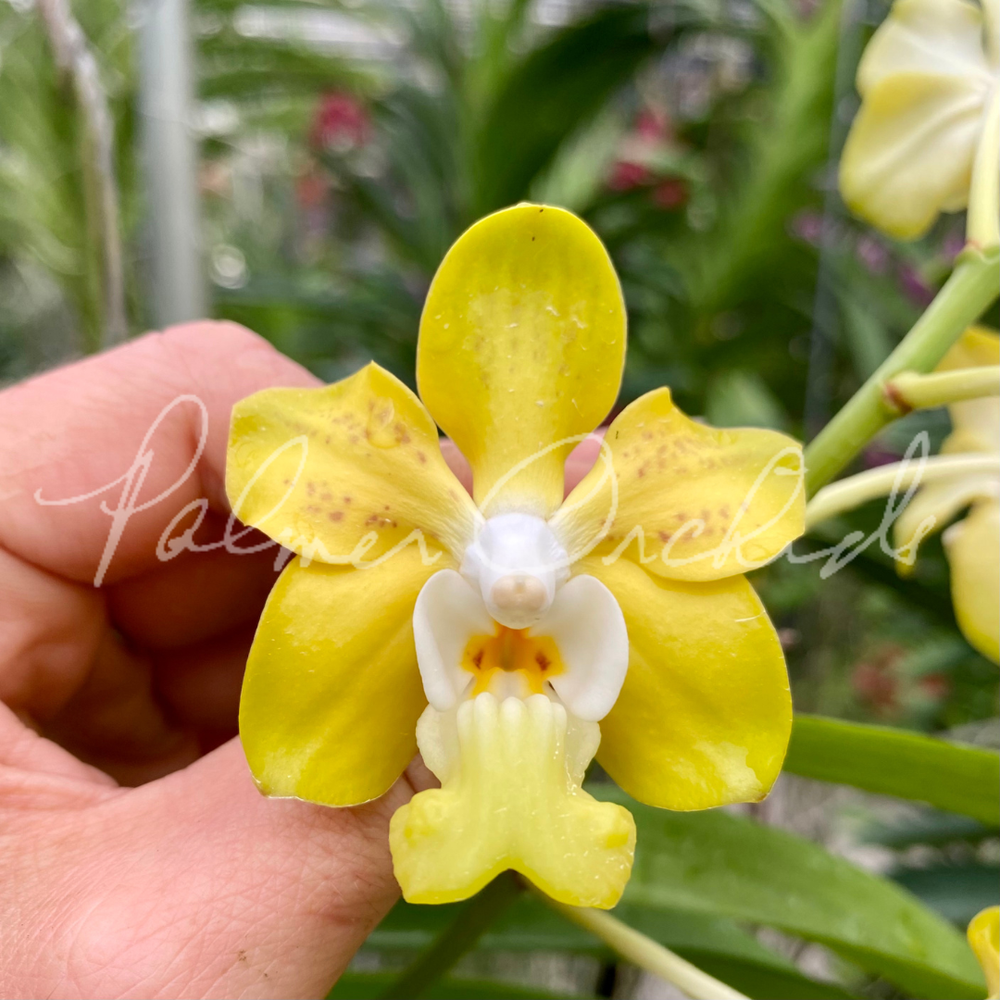 Vanda Pure's Wax No. 74 — Palmer Orchids